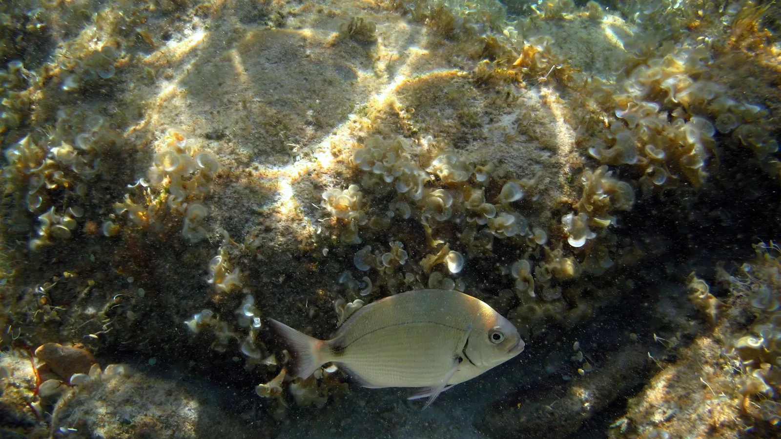 Poisson de Méditerranée au-dessus des algues, en eau claire